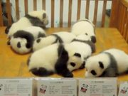 Crib Full Of Pandas