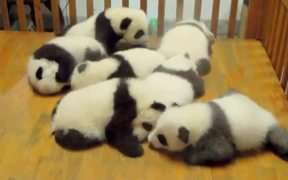 Crib Full Of Pandas - Animals - VIDEOTIME.COM
