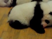 Crib Full Of Pandas - Animals - Y8.COM