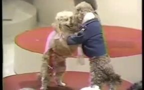 Doggy Disco - Animals - VIDEOTIME.COM