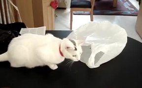 Cat Vs Plastic Bag - Animals - VIDEOTIME.COM