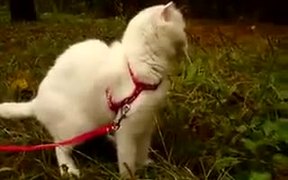 Cat Eating Grass - Animals - VIDEOTIME.COM