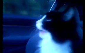Cat Loves Car Rides