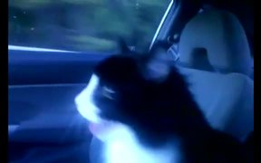 Cat Loves Car Rides - Animals - VIDEOTIME.COM