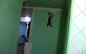 Spider Cat - Animals - VIDEOTIME.COM