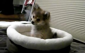 Tiny Puppy Wolf - Animals - VIDEOTIME.COM