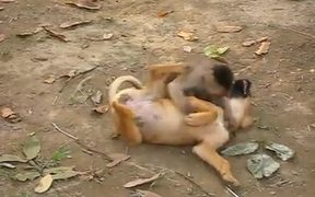 Monkey Playing With A Dog