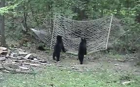 Bear Cubs Hammock