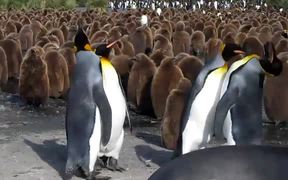 Penguin Slap Fest - Animals - VIDEOTIME.COM