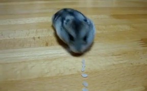 Hamster Vacuum
