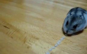Hamster Vacuum - Animals - VIDEOTIME.COM