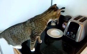 Toaster Vs Cat