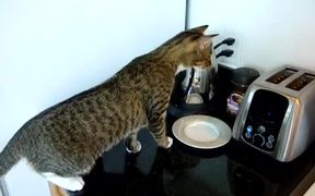 Toaster Vs Cat - Animals - VIDEOTIME.COM