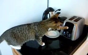 Toaster Vs Cat - Animals - VIDEOTIME.COM