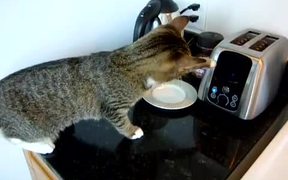 Toaster Vs Cat