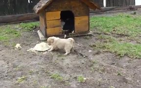 Puppy Food Defender - Animals - VIDEOTIME.COM