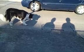 Dog Hates Shadows - Animals - VIDEOTIME.COM