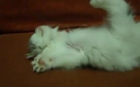 Sleep How I Want - Animals - VIDEOTIME.COM