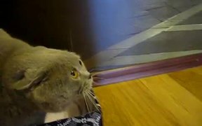 Cat Hates Books - Animals - VIDEOTIME.COM