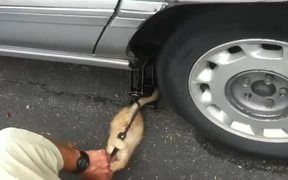 Kitty Mechanic - Animals - VIDEOTIME.COM