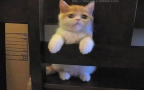 Kitten Loves The Chair - Animals - VIDEOTIME.COM