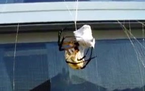 Spider Vs Wasp