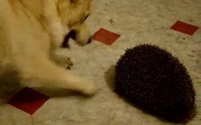 Dog Vs Hedgehog - Animals - VIDEOTIME.COM