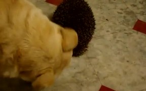 Dog Vs Hedgehog