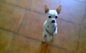 Dancing For Tacos - Animals - VIDEOTIME.COM