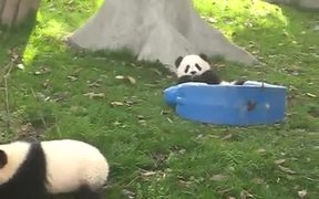Pandas On Rocking Horses - Animals - VIDEOTIME.COM