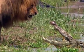 Lion Vs Croc - Animals - VIDEOTIME.COM