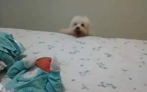 Dog Sees Baby - Animals - VIDEOTIME.COM