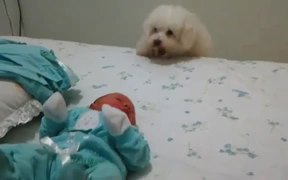 Dog Sees Baby