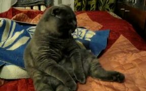 Fattest Laziest Cat - Animals - VIDEOTIME.COM