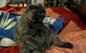 Fattest Laziest Cat