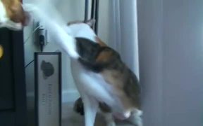 Cat Destroys Dog - Animals - VIDEOTIME.COM