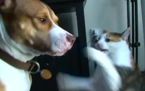 Cat Destroys Dog