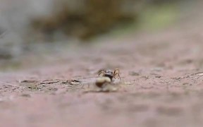 Spider Vs Ant