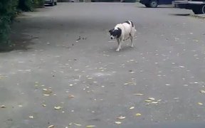 Sneaking Creeper Dog - Animals - VIDEOTIME.COM
