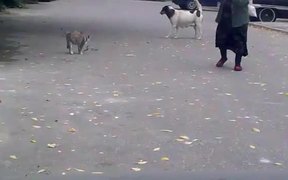 Sneaking Creeper Dog - Animals - VIDEOTIME.COM