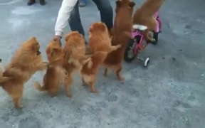 Dog Conga - Animals - VIDEOTIME.COM
