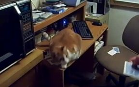 Card Catching Cat - Animals - VIDEOTIME.COM