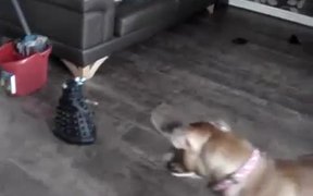 Dog Vs Robot - Animals - VIDEOTIME.COM