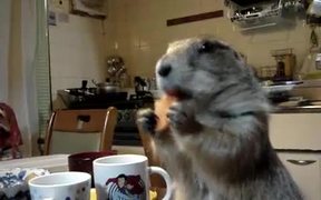 Cute Praire Dog - Animals - VIDEOTIME.COM