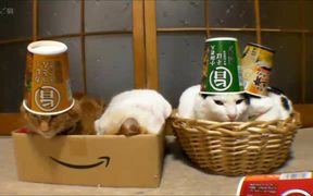 Sleeping Cats In Hats