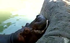 Hippo Vs Watermelon