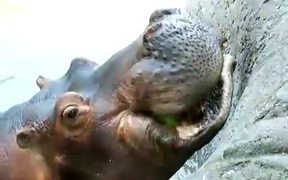 Hippo Vs Watermelon