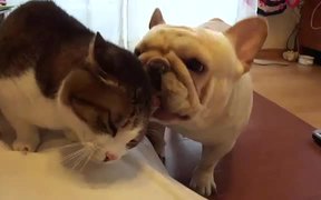 French Bulldog Cat Cleaner - Animals - VIDEOTIME.COM