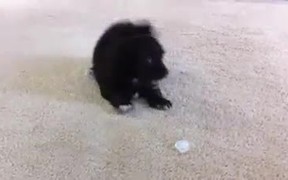 Puppy Vs Ice Cube - Animals - VIDEOTIME.COM
