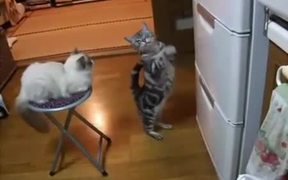 Cat Really Wants This - Animals - VIDEOTIME.COM